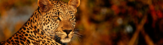 Thornybush, Timbavati & Klaserie Reserves - Robert Mark Safaris - Luxury African Safaris