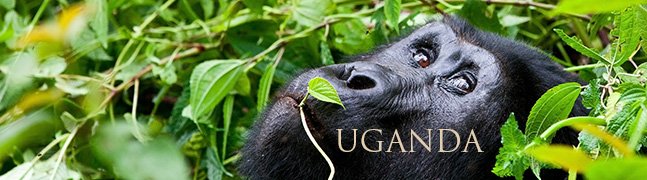 UGANDA - Robert Mark Safaris - Luxury African Safaris