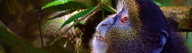 Volcanoes National Park - Robert Mark Safaris - Luxury African Safaris